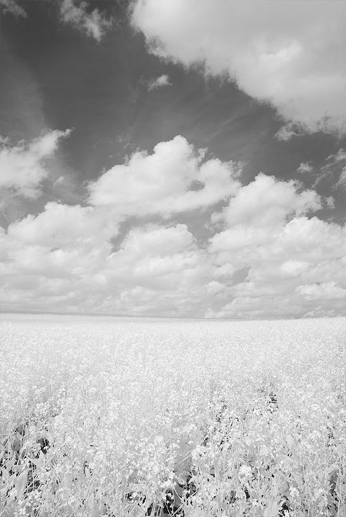 Using the Hoya 25A Red filter for B&W photography · David Kennard